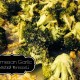 Parmesan Garlic Roasted Broccoli